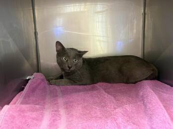 BECKETT* -  Domestic Short Hair Cat for Adoption in Santa Cruz, California - BECKETT* | PetCurious