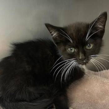 Domestic Short Hair Cats Available for Adoption in Knoxville, Tennessee - Red Curry | PetCurious