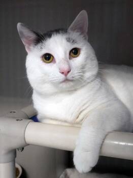 Rescue Domestic Short Hair Cats for Adoption in Bloomingdale, New Jersey - Breeze | PetCurious