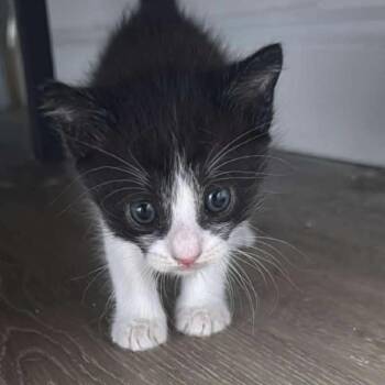 Domestic Short Hair Cats Available for Adoption in West Palm Beach, Florida - Lapu Lapu | PetCurious