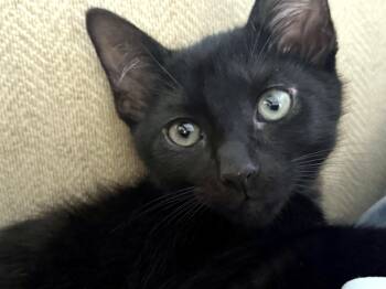 Banksy (Lap Cat Alert) -  Domestic Short Hair Cat for Adoption in Lake Monroe, Florida - Banksy (Lap Cat Alert) | PetCurious