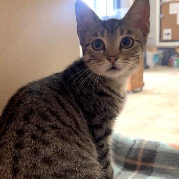 Domestic Short Hair Cats Available for Adoption - Veronica | PetCurious