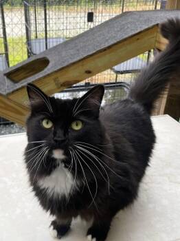 Isabella -  Domestic Long Hair Cat for Adoption in Trenton, Maine - Isabella | PetCurious