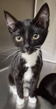 Vada -  Domestic Short Hair Cat for Adoption in Christiansburg, Virginia - Vada | PetCurious