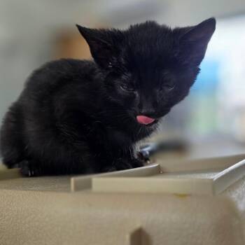 Annie -  Domestic Short Hair Cat for Adoption in Chapel Hill, North Carolina - Annie | PetCurious