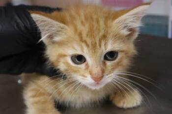 BINX -  Domestic Short Hair Cat for Adoption in Columbia, South Carolina - BINX | PetCurious
