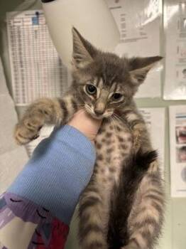 Domestic Short Hair Cats Available for Adoption in Picayune, Mississippi - Funyun | PetCurious