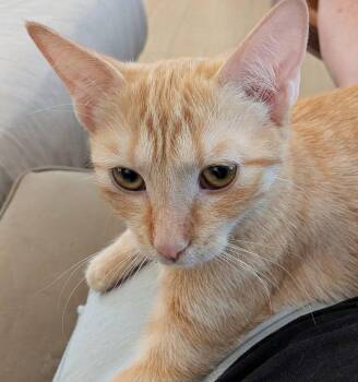 Alani -  Domestic Short Hair Cat for Adoption in San Tan Valley, Arizona - Alani | PetCurious