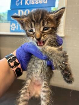 CHARLIE -  Domestic Short Hair Cat for Adoption in Palmetto, Florida - CHARLIE | PetCurious