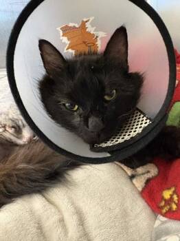 Domestic Long Hair and Domestic Short Hair Cats Available for Adoption in Memphis, Tennessee - Artemis | PetCurious