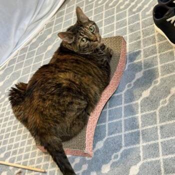 Kait -  Domestic Short Hair Cat for Adoption in Atlanta, Georgia - Kait | PetCurious