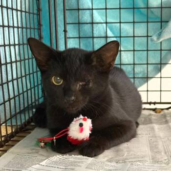 Soup -  Domestic Short Hair Cat for Adoption in Lakewood, California - Soup | PetCurious