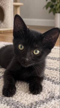 Buffy -  Domestic Short Hair Cat for Adoption in Batesville, Arkansas - Buffy | PetCurious