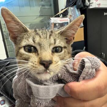 Rescue Domestic Short Hair Cats for Adoption in League City, Texas - Blueberry | PetCurious