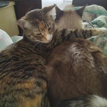 Melon -  Domestic Short Hair Cat for Adoption in Tulsa, Oklahoma - Melon | PetCurious