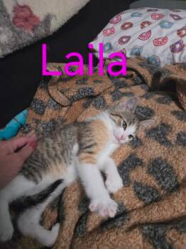 Laila -  Domestic Short Hair Cat for Adoption in Blaine, Minnesota - Laila | PetCurious