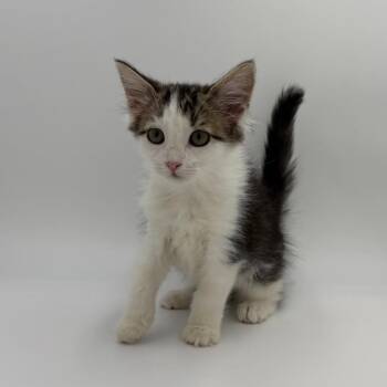 Mary Kay -  Domestic Long Hair Cat for Adoption in State College, Pennsylvania - Mary Kay | PetCurious