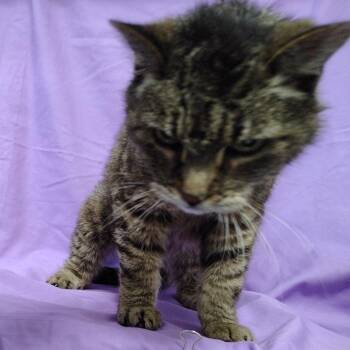 Crunch -  Domestic Short Hair Cat for Adoption in Coos Bay, Oregon - Crunch | PetCurious