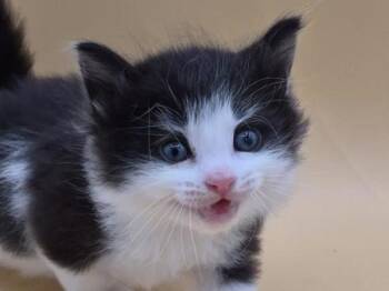 Lemon -  Domestic Medium Hair Cat for Adoption in Portland, Oregon - Lemon | PetCurious