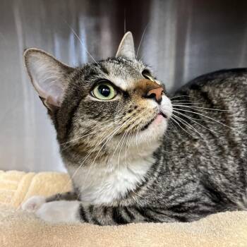 Domestic Short Hair Cats Available for Adoption in Pittsburgh, Pennsylvania - Hawthorn | PetCurious