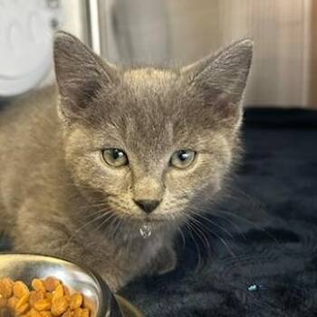 Domestic Short Hair Cats Available for Adoption in Knoxville, Tennessee - Rickon | PetCurious