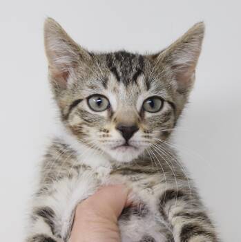 Tabby and Turkish Van Cats Available for Adoption in Bedford Hills, New York - Rajesh Is Ridiculously Sweet And So Darn Funny - Polka Dotted Be | PetCurious