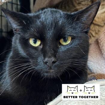 Timon -  Domestic Short Hair Cat for Adoption in Chicago, Illinois - Timon | PetCurious