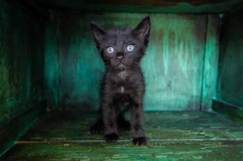 Takis -  Domestic Short Hair Cat for Adoption in San Antonio, Texas - Takis | PetCurious
