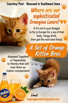 Orange Bros -  Tabby Cat for Adoption in Ralston, Nebraska - Orange Bros | PetCurious