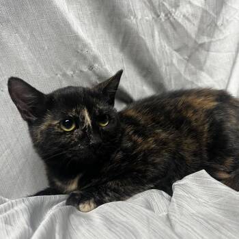 Hazel -  Domestic Short Hair Cat for Adoption in Raleigh, North Carolina - Hazel | PetCurious