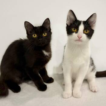Loofah and Spork (Bonded Pair) -  Domestic Short Hair Cat for Adoption in Watertown, Wisconsin - Loofah And Spork (Bonded Pair) | PetCurious