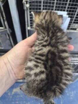 Celery -  Domestic Short Hair Cat for Adoption in Simcoe, Ontario - Celery | PetCurious