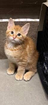 Jake -  Domestic Medium Hair Cat for Adoption in Breinigsville, Pennsylvania - Jake | PetCurious
