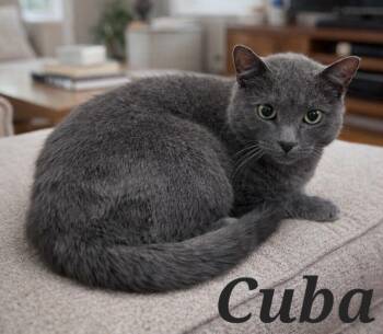 Domestic Short Hair Cats Available for Adoption - Cuba | PetCurious