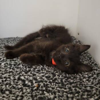 Domestic Medium Hair Cats Available for Adoption in Phoenix, Arizona - Average Joe | PetCurious