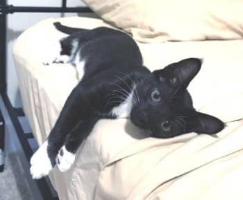 Nala -  Domestic Short Hair Cat for Adoption in Smithfield, North Carolina - Nala | PetCurious