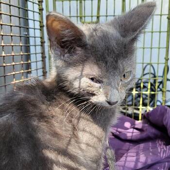 MEL -  Domestic Short Hair Cat for Adoption in San Antonio, Texas - MEL | PetCurious