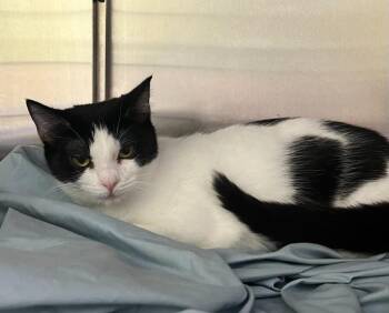 Domestic Short Hair Cats Available for Adoption in Shorewood, Illinois - Azula | PetCurious