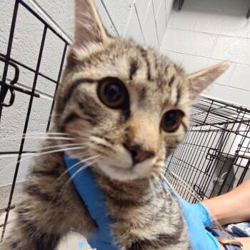 Tatiana -  Domestic Short Hair Cat for Adoption in Allentown, Pennsylvania - Tatiana | PetCurious