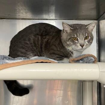 Cuddles -  Domestic Short Hair Cat for Adoption in Roanoke, Virginia - Cuddles | PetCurious