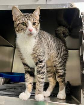 Tulio -  Domestic Short Hair Cat for Adoption in Fort Worth, Texas - Tulio | PetCurious