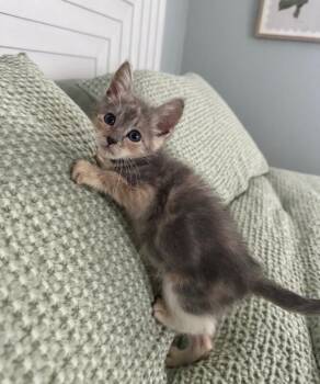 Daisy -  Domestic Short Hair Cat for Adoption in North Babylon, New York - Daisy | PetCurious