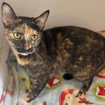 Feta -  Domestic Short Hair Cat for Adoption in Madison, Wisconsin - Feta | PetCurious