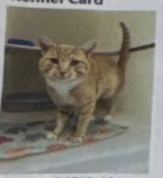 Domestic Short Hair Cats Available for Adoption in Fort Lupton, Colorado - Barton Cheetos | PetCurious