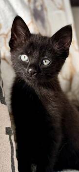 Black Jack -  Domestic Short Hair Cat for Adoption in Fort Worth, Texas - Black Jack | PetCurious