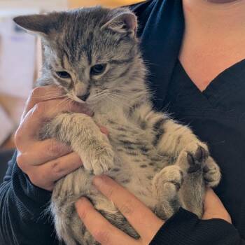 Domestic Short Hair Cats Available for Adoption - Ilona Meower | PetCurious