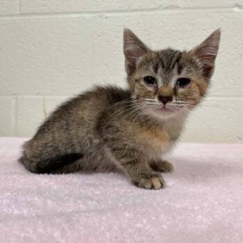 Domestic Short Hair Cats Available for Adoption in Harrisonburg, Virginia - Poppy | PetCurious
