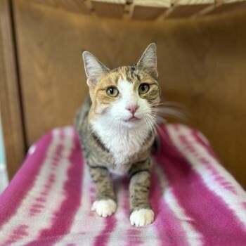 Trinity***ADOPTION PENDING*** -  Domestic Short Hair Cat for Adoption in Fargo, North Dakota - Trinity***ADOPTION PENDING*** | PetCurious