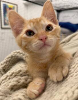 Mac -  Domestic Short Hair Cat for Adoption in Napa, California - Mac | PetCurious