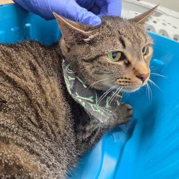 Spirit -  Domestic Short Hair Cat Available for Adoption in Chattanooga, Tennessee - Spirit | PetCurious